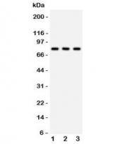 Western blot testing of 1) rat brain, 2) mouse brain and 3) human 293 lysate with APG7 antibody. Predicted molecular weight: 70-80 kDa.