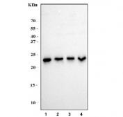 Western blot testing of human 1) Jurkat, 2) HeLa, 3) HepG2 and 4) K562 cell lysate with BAG2 antibody. Predicted molecular weight: ~22 kDa.