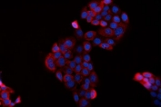 Immunofluorescent staining of FFPE human A431 cells with BAG2 antibody (red) and DAPI nuclear stain (blue). HIER: steam section in pH6 citrate buffer for 20 min. 