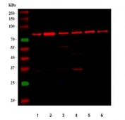 Western blot testing of human 1) HeLa, 2) MCF7, 3) A431, 4) 293T, 5) U-251 and 6) U-87 MG cell lysate with BAG3 antibody. Predicted molecular weight ~62 kDa but can be observed at 75~80 kDa.