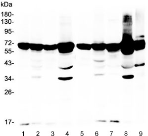 Western blot testing of rat 1) spleen, 2) ovary, 3) lung, 4) liver and mouse 5) spleen, 6) testis, 7) lung, 8) liver and 9) ovary lysate with AIF antibody. Expected molecular weight ~67 kDa.