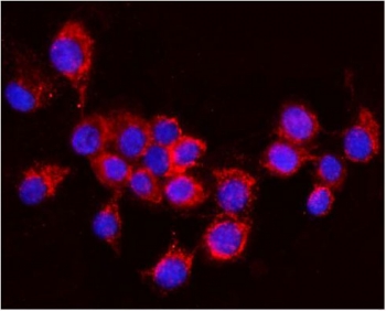 Immunofluorescent staining of FFPE mouse NIH 3T3 cells with AIF antibody (red) and DAPI nuclear stain (blue). HIER: steam section in pH6 citrate buffer for 20 min.