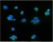 Immunofluorescent staining of FFPE human MCF7 cells with AIF antibody (green) and DAPI nuclear stain (blue). HIER: steam section in pH6 citrate buffer for 20 min.