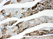 IHC testing of FFPE rat heart and AIF antibody. HIER: Boil the paraffin sections in pH 6, 10mM citrate buffer for 20 minutes and allow to cool prior to staining.