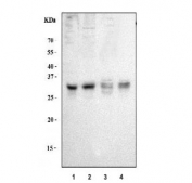 Western blot testing of human 1) Raji, 2) Jurkat, 3) MCF7 ad 4) HeLa cell lysate with Bcl10 antibody. Routinely observed molecular weight: 26~33 kDa.