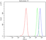 IF/ICC staining of FFPE human Hep2 cells with SOD1 antibody. HIER: steam section in pH6 citrate buffer for 20 min.