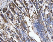 IHC staining of FFPE rat colon tissue with Carbonic Anhydrase I antibody. HIER: boil tissue sections in pH8 EDTA for 20 min and allow to cool before testing.