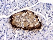 IHC testing of rat pancreas with GLP-1 antibody. HIER: Boil the paraffin sections in pH 6, 10mM citrate buffer for 20 minutes and allow to cool prior to staining.