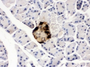 IHC testing of mouse pancreas with GLP-1 antibody. HIER: Boil the paraffin sections in pH 6, 10mM citrate buffer for 20 minutes and allow to cool prior to staining.