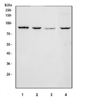 Western blot testing of 1) human A431, 2) human SH-SY5Y, 3) human RT4 and 4) human CT26WT cell lysate with PIGR antibody. Predicted molecular weight ~83 kDa.