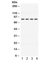 Western blot testing of human 1) HeLa, 2) SKOV, 3) MCF7, and 4) SW620 cell lysate with PIGR antibody. Expected/observed molecular weight ~83 kDa.