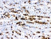 IHC testing of FFPE mouse kidney with Band 3 antibody. HIER: Boil the paraffin sections in pH 6, 10mM citrate buffer for 20 minutes and allow to cool prior to staining.