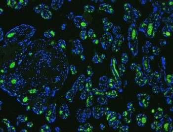 Immunofluorescent testing of FFPE human placenta with Band 3 antbody (green) and DAPI nuclear stain (blue). HIER: Boil the paraffin sections in pH 6, 10mM citrate buffer for 20 minutes and allow to cool prior to staining.