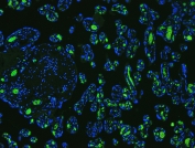 Immunofluorescent testing of FFPE human placenta with Band 3 antibody (green) and DAPI nuclear stain (blue). HIER: Boil the paraffin sections in pH 6, 10mM citrate buffer for 20 minutes and allow to cool prior to staining.