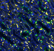 Immunofluorescent testing of FFPE rat kidney with Band 3 antibody (green) and DAPI nuclear stain (blue). HIER: Boil the paraffin sections in pH 6, 10mM citrate buffer for 20 minutes and allow to cool prior to staining.