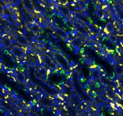 Immunofluorescent testing of FFPE rat kidney with Band 3 antibody (green) and DAPI nuclear stain (blue). HIER: Boil the paraffin sections in pH 6, 10mM citrate buffer for 20 minutes and allow to cool prior to staining.