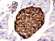 IHC testing of FFPE mouse pancreas with TTR antibody. HIER: Boil the paraffin sections in pH8 EDTA buffer for 20 minutes and allow to cool prior to staining.