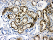IHC testing of FFPE rat kidney with TTR antibody. HIER: Boil the paraffin sections in pH8 EDTA buffer for 20 minutes and allow to cool prior to staining.