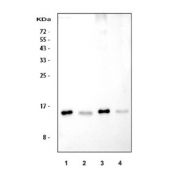 Western blot testing of 1) rat liver, 2) rat kidney, 3) mouse liver and 4) mouse kidney tissue lysate with TTR antibody. Expected molecular weight ~16 kDa.