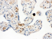 IHC testing of FFPE human placenta with NAP-2 antibody. HIER: Boil the paraffin sections in pH 6, 10mM citrate buffer for 20 minutes and allow to cool prior to staining.