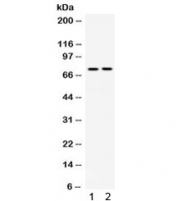Western blot testing of 1) rat thymus and 2) human placenta lysate with Transferrin antibody. Expected/observed molecular weight ~77 kDa.