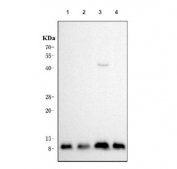 Western blot testing of human 1) HeLa, 2) A431, 3) A549 and 4) HepG2 cell lysate with Cystatin B antibody. Predicted molecular weight ~11 kDa.