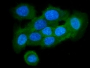 Immunofluorescent staining of FFPE human A431 cells with Cystatin B antibody (green) and DAPI nuclear stain (blue). HIER: steam section in pH6 citrate buffer for 20 min.