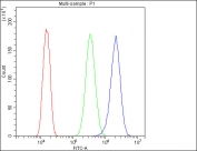 Flow cytometry testing of human U-2 OS cells with Cystatin B antibody at 1ug/million cells (blocked with goat sera); Red=cells alone, Green=isotype control, Blue= Cystatin B antibody.