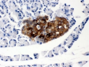 IHC testing of FFPE rat pancreas with PrP antibody. HIER: Boil the paraffin sections in pH 6, 10mM citrate buffer for 20 minutes and allow to cool prior to staining.