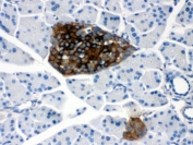 IHC testing of FFPE mouse pancreas with PrP antibody. HIER: Boil the paraffin sections in pH 6, 10mM citrate buffer for 20 minutes and allow to cool prior to staining.