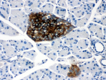 IHC testing of FFPE mouse pancreas with PrP antibody. HIER: Boil the paraffin sections in pH 6, 10mM citrate buffer for 20 minutes and allow to cool prior to staining.
