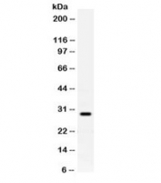 Western blot testing of rat brain lysate with PrP antibody. Expected molecular weight: 20-29 kDa.