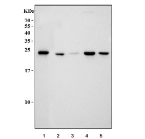 Western blot testing of mouse 1) human HepG2, 2) rat liver, 3) rat lung, 4) mouse liver and 5) mouse lung lysate with SOD2 antibody. Expected molecular weight ~25 kDa.