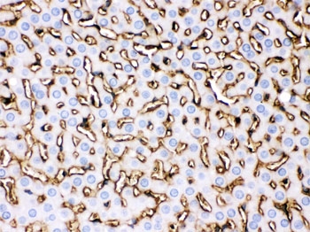 IHC testing of FFPE rat liver with Apolipoprotein A I antibody. HIER: Boil the paraffin sections in pH 6, 10mM citrate buffer for 20 minutes and allow to cool prior to staining.