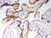 IHC testing of frozen human placenta tissue with CYP1A1 antibody.