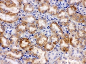 IHC testing of FFPE mouse kidney with CYP1A1 antibody. HIER: Boil the paraffin sections in pH 6, 10mM citrate buffer for 20 minutes and allow to cool prior to staining.