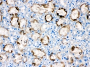IHC testing of FFPE rat kidney with CYP1A1 antibody. HIER: Boil the paraffin sections in pH 6, 10mM citrate buffer for 20 minutes and allow to cool prior to staining.