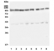 Western blot testing of human 1) HeLa, 2) U-87 MG, 3) HEK293, 4) MCF7, 5) HepG2, 6) SW620, 7) monkey COS-7 and 8) human K562 cell lysate with ATP1A1 antibody. Predicted molecular weight ~113 kDa.
