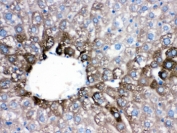 IHC testing of FFPE mouse liver with CYP1A2 antibody. HIER: Boil the paraffin sections in pH 6, 10mM citrate buffer for 20 minutes and allow to cool prior to staining.
