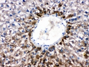 IHC testing of FFPE rat liver with CYP1A2 antibody. HIER: Boil the paraffin sections in pH 6, 10mM citrate buffer for 20 minutes and allow to cool prior to staining.