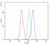 Flow cytometry testing of human HepG2 cells with LCK antibody at 1ug/million cells (blocked with goat sera); Red=cells alone, Green=isotype control, Blue= LCK antibody.