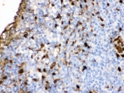 IHC testing of FFPE human tonsil with S100A9 antibody. HIER: Boil the paraffin sections in pH 6, 10mM citrate buffer for 20 minutes and allow to cool prior to staining.