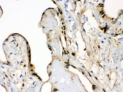 IHC testing of FFPE human placenta with S100A6 antibody. HIER: Boil the paraffin sections in pH 6, 10mM citrate buffer for 20 minutes and allow to cool prior to staining.