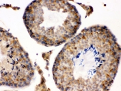 IHC testing of FFPE mouse testis with S100A6 antibody. HIER: Boil the paraffin sections in pH 6, 10mM citrate buffer for 20 minutes and allow to cool prior to staining.