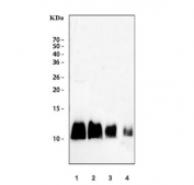 Western blot testing of 1) human HeLa, 2) human SW620, 3) human placenta and 4) mouse NIH 3T3 cell lysate with S100A6 antibody. Expected molecular weight ~10 kDa.