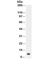 Western blot testing of recombinant mouse protein with Prolactin antibody. Expected size ~10 kDa.