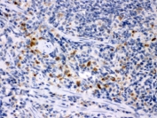 IHC testing of FFPE rat spleen with Csf-1 antibody. HIER: Boil the paraffin sections in pH 6, 10mM citrate buffer for 20 minutes and allow to cool prior to staining.