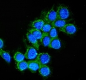 Immunofluorescent staining of FFPE human MCF7 cells with Cathepsin D antibody (green) and DAPI nuclear stain (blue). HIER: steam section in pH6 citrate buffer for 20 min.