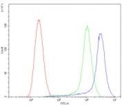 Flow cytometry testing of human SiHa cells with Cathepsin D antibody at 1ug/million cells (blocked with goat sera); Red=cells alone, Green=isotype control, Blue= Cathepsin D antibody.