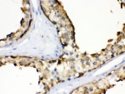 IHC testing of FFPE human testis with HSP90 alpha antibody. HIER: Boil the paraffin sections in pH 6, 10mM citrate buffer for 20 minutes and allow to cool prior to staining.